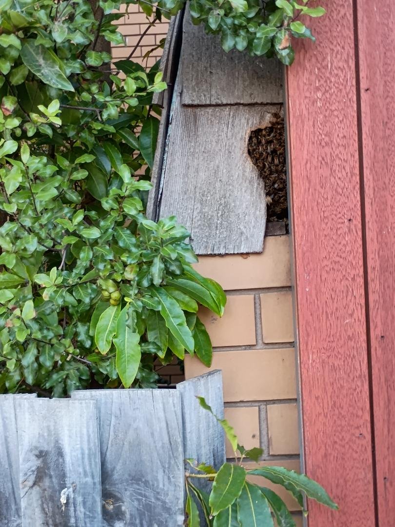 Swarm photo